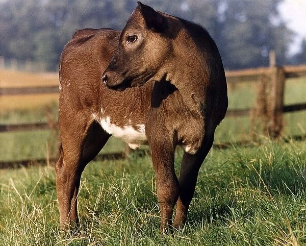 Cow in field September 1991
