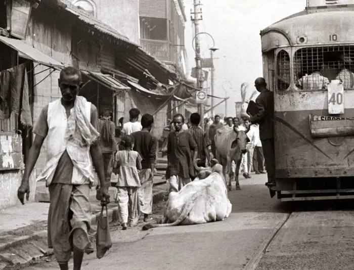 Framed Print : A cow sits down in the street in Bombay as a tram trundles by Circa 1960 Framed Print : A cow sits down in the street in Bombay as a tram trundles by Circa 1960