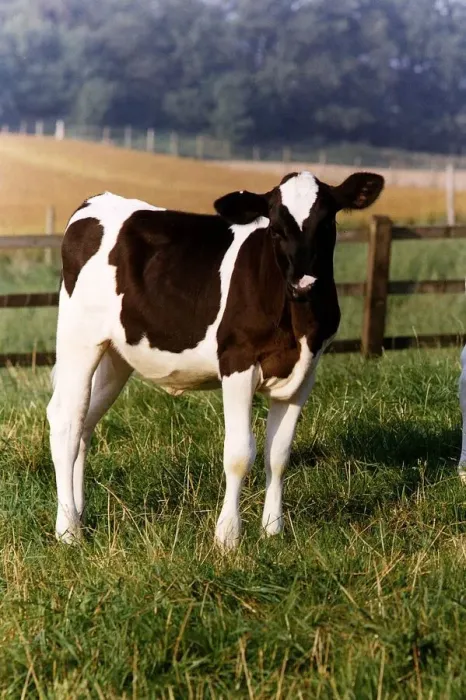 Framed Print : Cow standing in pastures grazing circa 1994 Framed Print : Cow standing in pastures grazing circa 1994