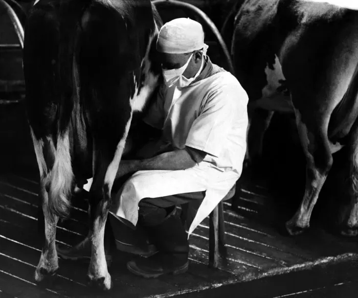 Framed Print : The cowman wearing his protective clothing seen here working in a Sussex farm milking