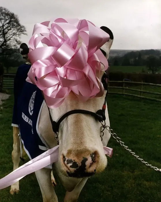 Framed Print : Cows Cattle Prize winning cow Pamela wearing pink ribbon on head and blue wrap over coat Framed Print : Cows Cattle Prize winning cow Pamela wearing pink ribbon on head and blue wrap over coat