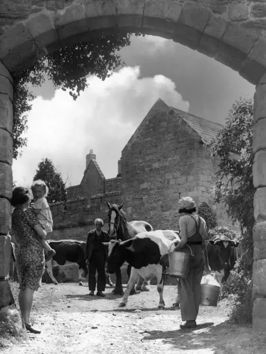 Framed Print : The cows come home at Aydon Castle Farm to be milked Framed Print : The cows come home at Aydon Castle Farm to be milked