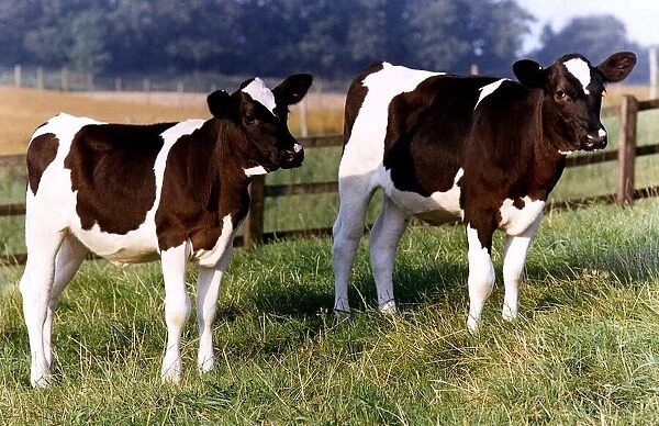 Cows in a field circa 1991