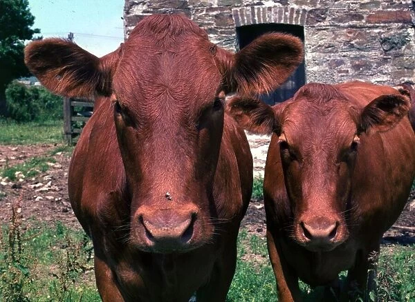 Two cows in a field looking at the camera December 1971