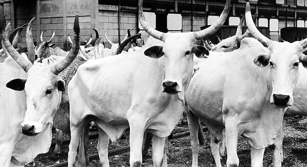 Cows - Nigerian cattle at Apapa docks for shipment to Gold Coast circa 1970