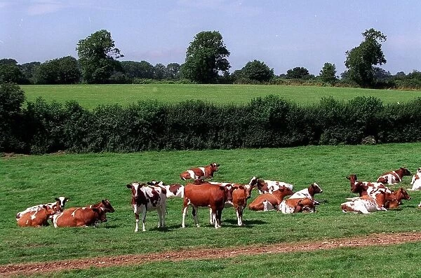 Cows pictured on Broadfield Farm in Tetbury owned by Prince Charles