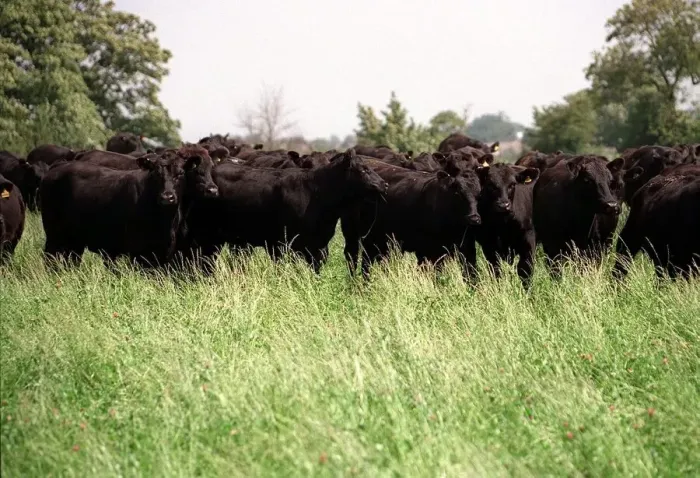 Framed Print : Cows pictured at Broadfield Farm in Tetbury owned by Prince Charles the Prince of Wales