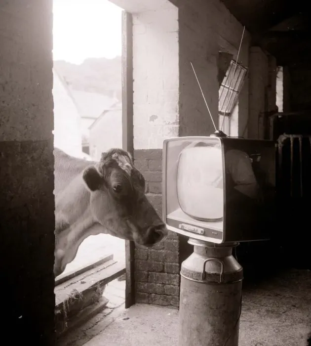 Framed Print : Cows watching TV July 1961 Framed Print : Cows watching TV July 1961