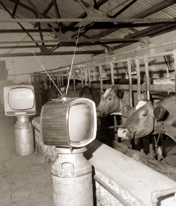 Framed Print : Cows watching TV July 1961