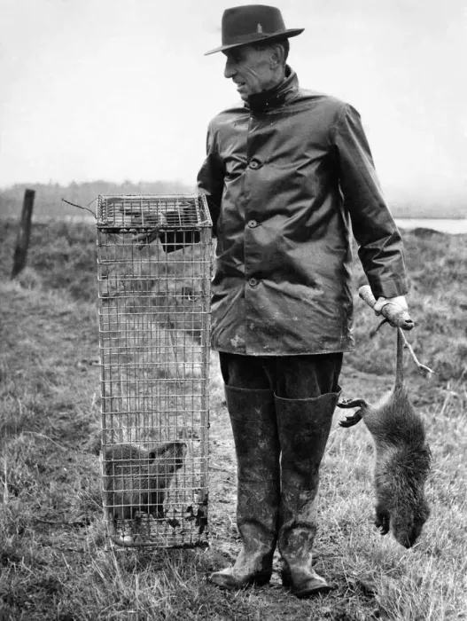 Framed Print : Coyfee seen here caught in a trap. March 1960 Framed Print : Coyfee seen here caught in a trap. March 1960