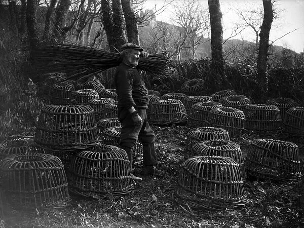 The crab pot industry at Penberth, Cornwall. Bringing home the willows. 1923