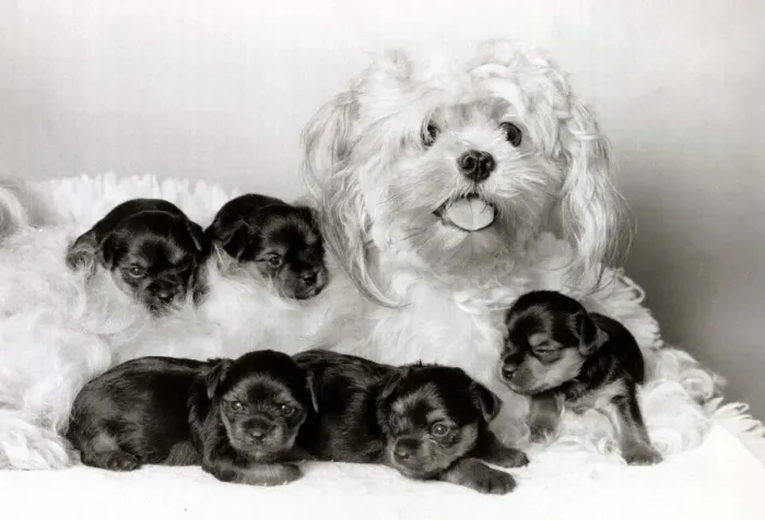 Framed Print : Cracker the dog has become a stand-in mother for five orphaned Yorshire terriers Framed Print : Cracker the dog has become a stand-in mother for five orphaned Yorshire terriers