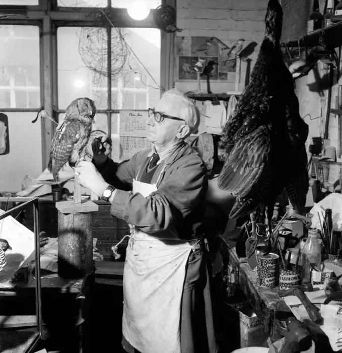 Framed Print : Craftsmen at work in a taxidermist workshop adds the final touches to a stuffed tawney Framed Print : Craftsmen at work in a taxidermist workshop adds the final touches to a stuffed tawney