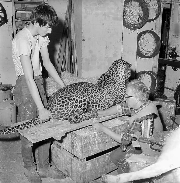 Craftsmen at work in a taxidermist workshop Circa 1964