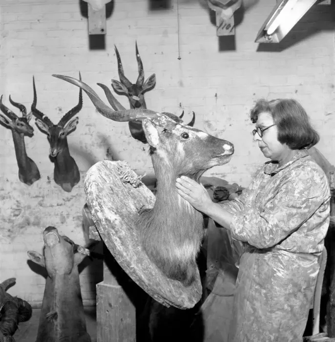 Framed Print : Craftswoman at work in a taxidermist workshop, seen here mounting a antelopes head Circa Framed Print : Craftswoman at work in a taxidermist workshop, seen here mounting a antelopes head Circa