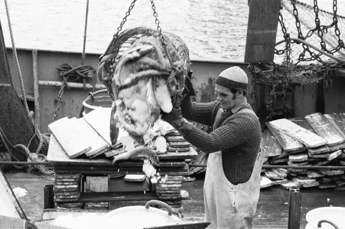Framed Print : Crewman of the Trawler Marbi Larde seen here unloading their catch at the Hull Fish Dock Framed Print : Crewman of the Trawler Marbi Larde seen here unloading their catch at the Hull Fish Dock