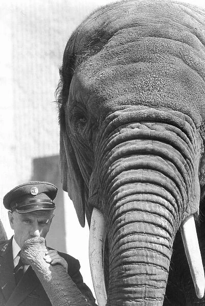 Bill Crompton Head of the Elephant and Rhino Pavillion at Londons Regents Park Zoo seen
