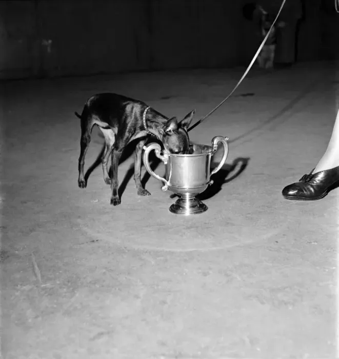 Framed Print : Croydon Dog show at Olympia. Sanig Maning a Miniature Manchester terrier drinks from