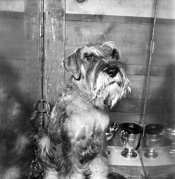 Crufts 1972 Dog show. February 1972 72-1185-006