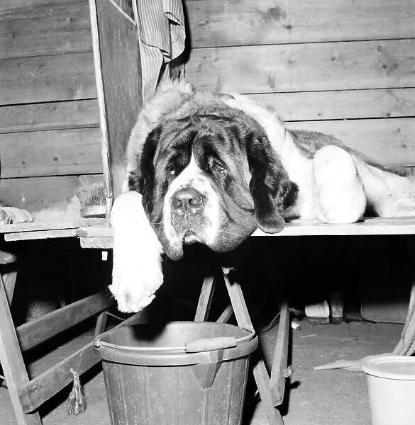 Crufts 1972 Dog show: St. Bernard dog in his den. February 1972 72-1185-018