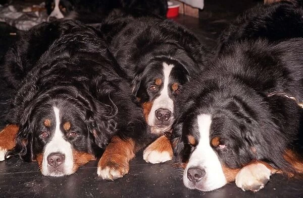 Crufts 1998 Sleapers Bernese Mountain Dogs take a nap between classes Expressions