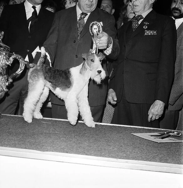 Crufts. Dog winner. February 1975 75-00769-001