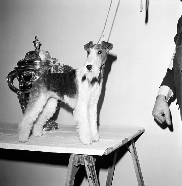 Crufts. Dog winner. February 1975 75-00769-002