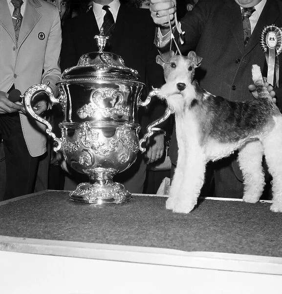 Crufts. Dog winner. February 1975 75-00769-005