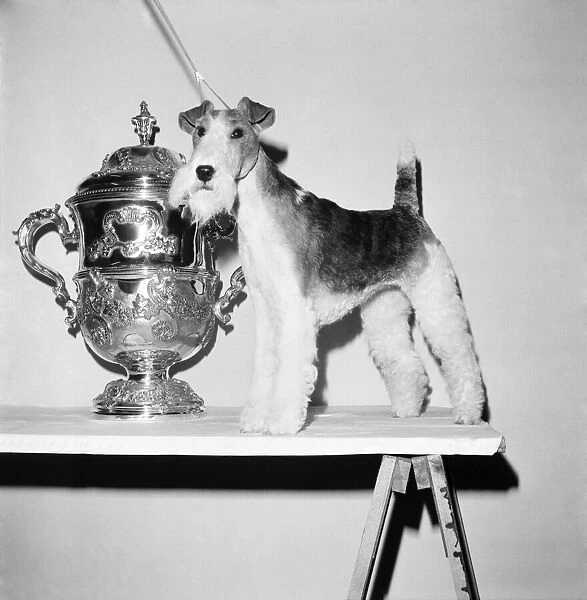 Crufts. Dog winner. February 1975 75-00769-006