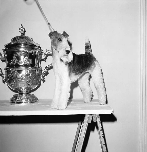 Crufts. Dog winner. February 1975 75-00769-007