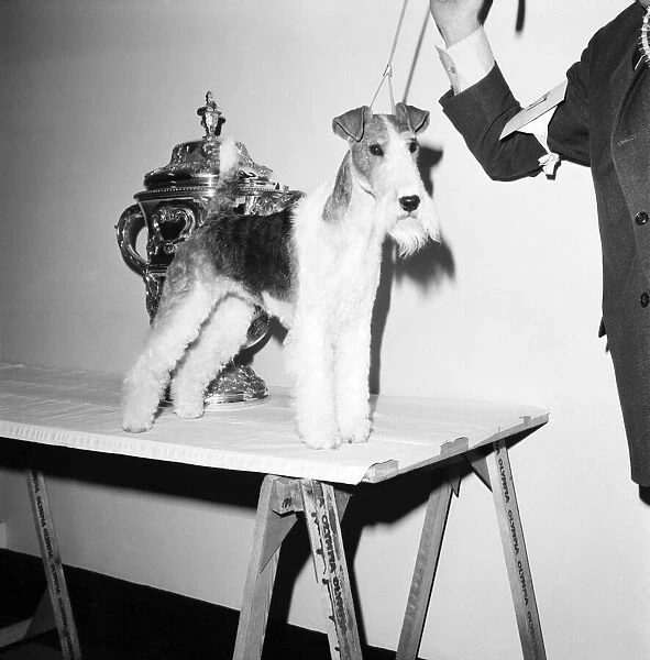 Crufts. Dog winner. February 1975 75-00769