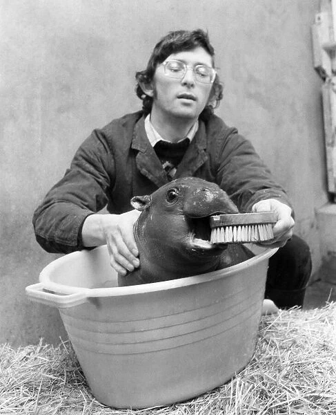 The Crunch: Hercules the pygmy hippo in playful mood at bath time. February 1979 P004993