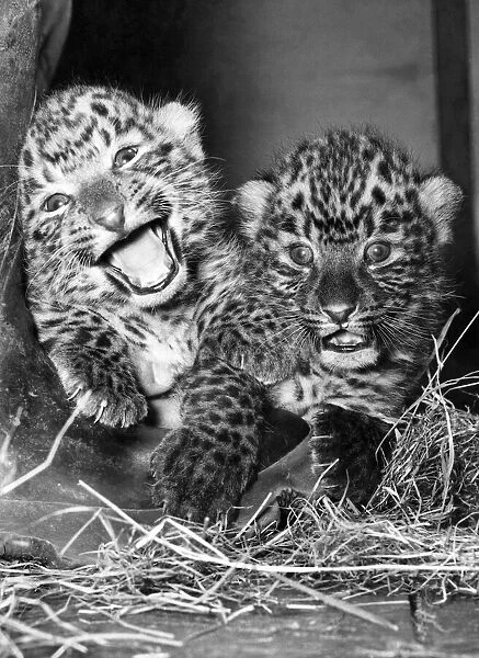 These cuddly Leopard twins clearly think lifes a laugh
