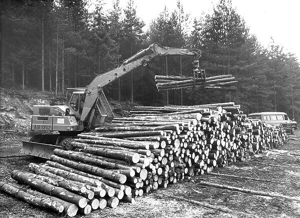 Cut timber being stored ready for collection in 1981