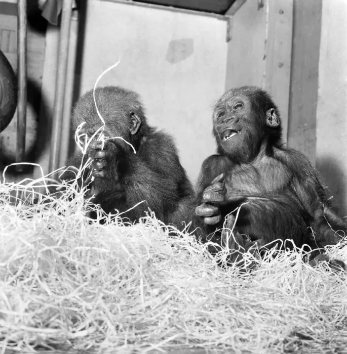 Framed Print : Cute: Animals: Apes and Monkeys. The first pictures of Chessington Zooes new baby Framed Print : Cute: Animals: Apes and Monkeys. The first pictures of Chessington Zooes new baby