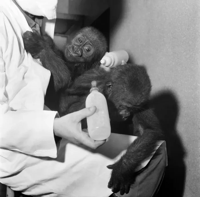Framed Print : Cute: Animals: Apes and Monkeys. The first pictures of Chessington ZooIs new baby