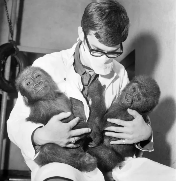 Framed Print : Cute: Animals: Apes and Monkeys. The first pictures of Chessington ZooIs new baby