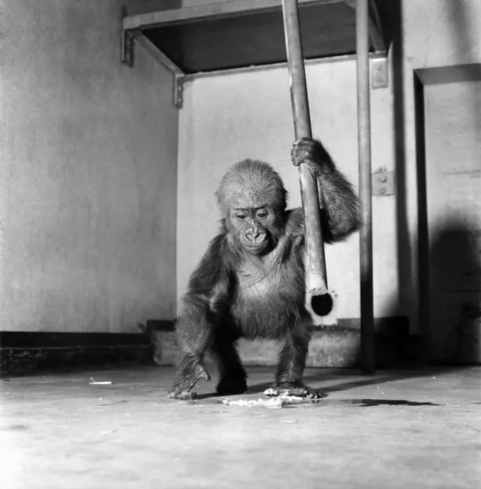 Framed Print : Cute: Animals: Apes and Monkeys. The first pictures of Chessington ZooIs new baby Framed Print : Cute: Animals: Apes and Monkeys. The first pictures of Chessington ZooIs new baby