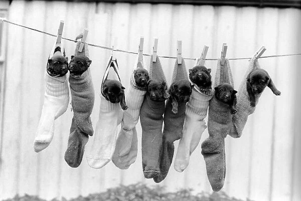 Cute: Animals: Dogs: 9 Alsatian pups hanging in socks on washing line