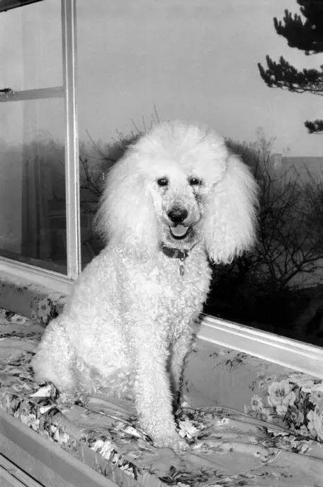 Framed Print : Cute Animals: Dogs: Pet poodle dog. February 1981 81-00508-002 Framed Print : Cute Animals: Dogs: Pet poodle dog. February 1981 81-00508-002