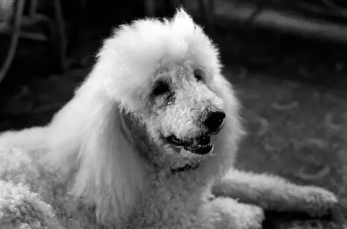 Framed Print : Cute Animals: Dogs: Pet poodle dog. February 1981 81-00508-004 Framed Print : Cute Animals: Dogs: Pet poodle dog. February 1981 81-00508-004