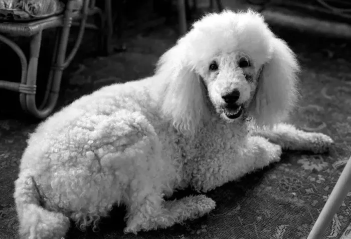 Framed Print : Cute Animals: Dogs: Pet poodle dog. February 1981 81-00508-006 Framed Print : Cute Animals: Dogs: Pet poodle dog. February 1981 81-00508-006