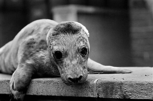 Cute animals. 'Wash up'a baby Grey seal pup washed up on the beach at