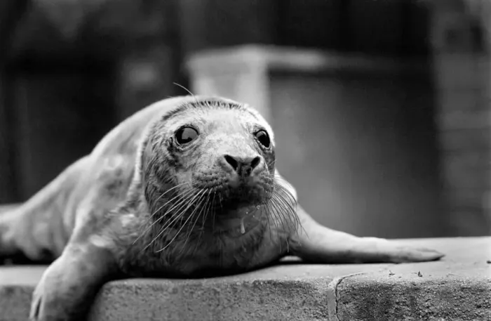 Framed Print : Cute animals. Wash up'a baby Grey seal pup washed up on the beach