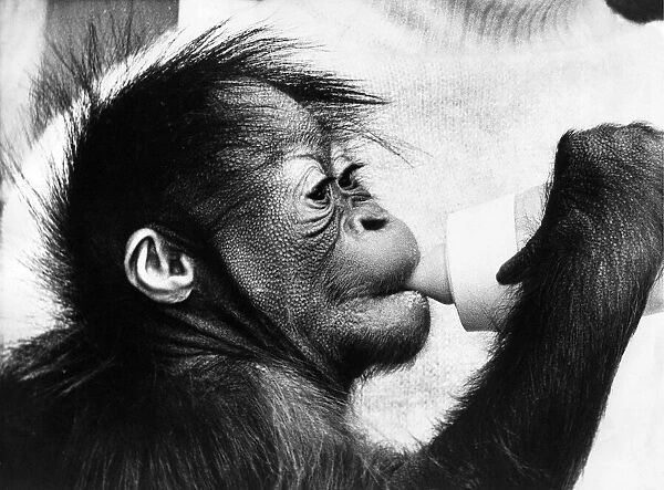 A cute baby orangutan