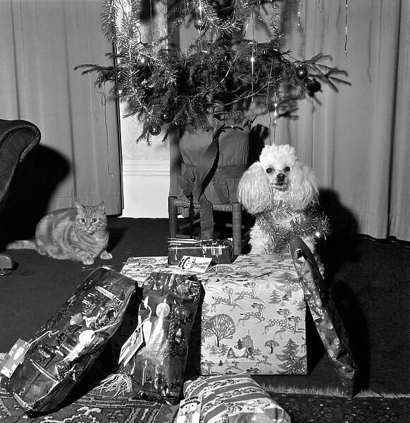Cute: Dog: Christmas: Poppy the Poodle. Poppy the poodle has a most responsible job until