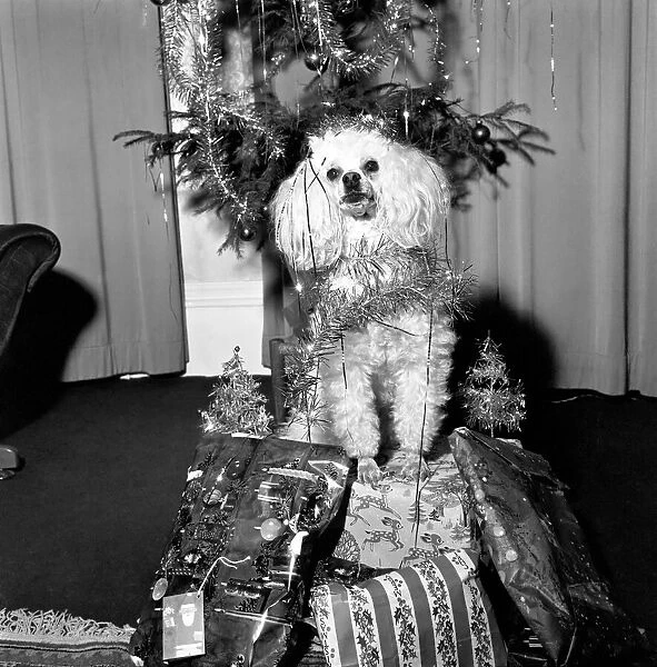 Cute: Dog: Christmas: Poppy the Poodle. Poppy the poodle has a most responsible job until