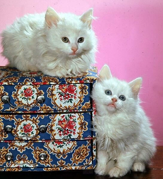 Two cute fluffy kittens February 1971