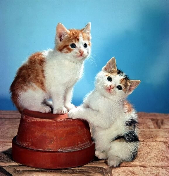 Two cute fluffy kittens playing February 1971