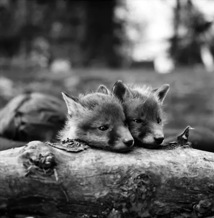 Framed Print : Two cute fox cubs. April 1975 Framed Print : Two cute fox cubs. April 1975
